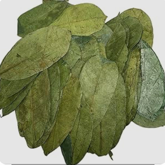 Premium soursop leaf tea rich in antioxidants for immune support